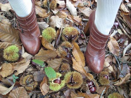 chaussures chloÃ© foret