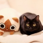 Cat Cafe Tokyo 06