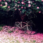 blossoms