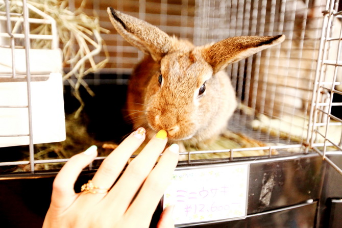 The Cherry Blossom Girl - Rabbit CafÃ© Tokyo 03