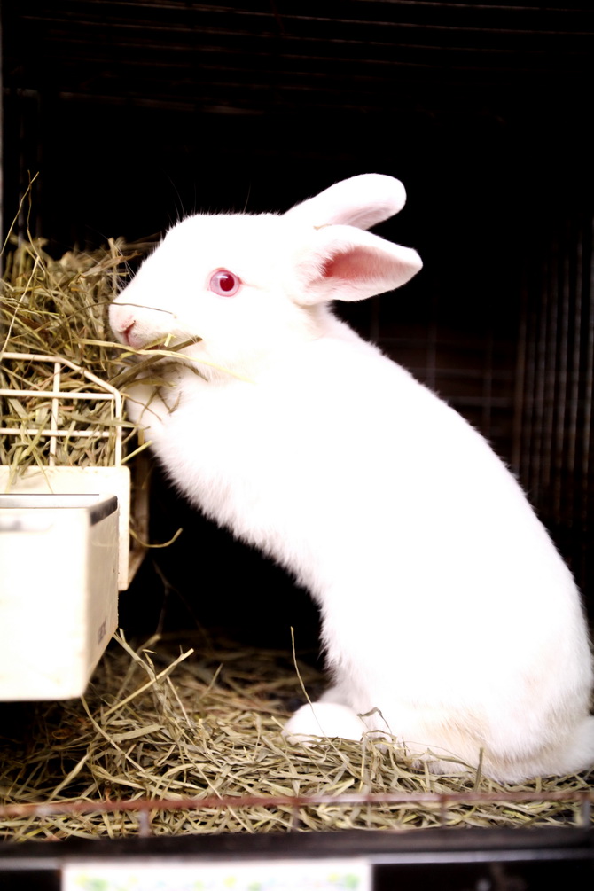 The Cherry Blossom Girl - Rabbit CafÃ© Tokyo 05