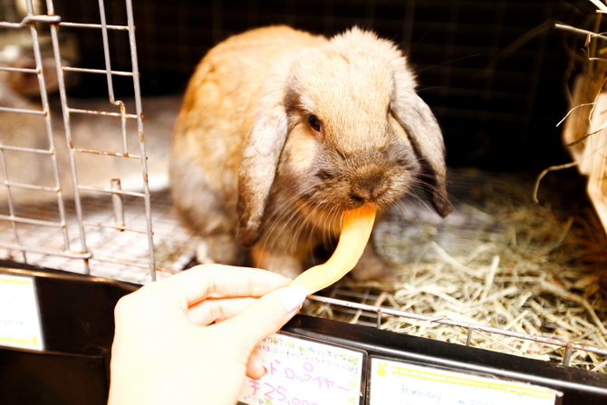 The Cherry Blossom Girl - Rabbit CafÃ© Tokyo 14