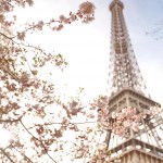 The Cherry Blossom Girl - Blossoms at the Eiffel Tower 16