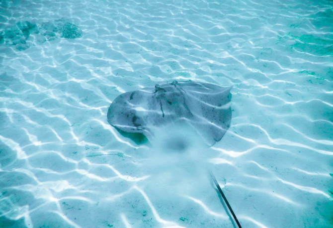 The Cherry Blossom Girl - Bora Bora 01