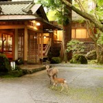 The Cherry Blossom Girl - Ryokan Tsukihitei Nara 01