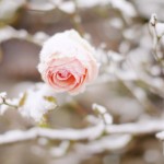 Treasure-in-the-snow-02