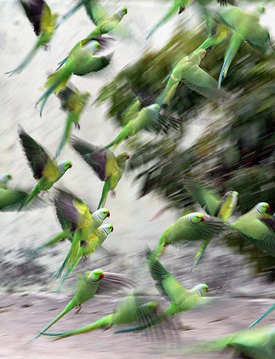 Parrots take off at a court yard of a house, Jammu