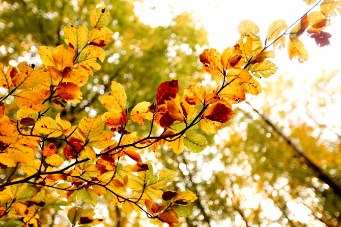 The Cherry Blossom Girl - A la faveur de l'automne 12