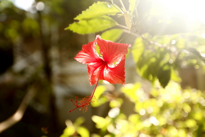 The Cherry Blossom Girl - Banyan Tree Seychelles 10