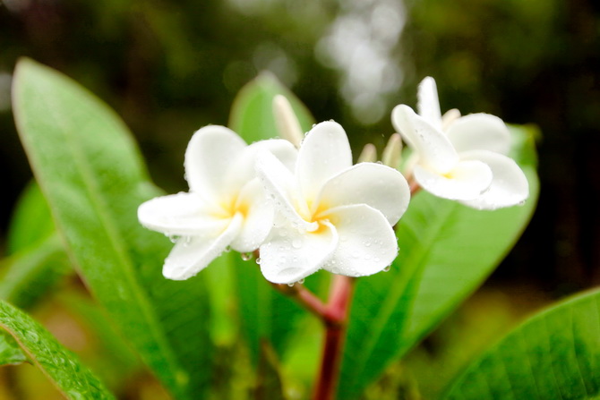 The Cherry Blossom Girl - Banyan Tree Seychelles 31