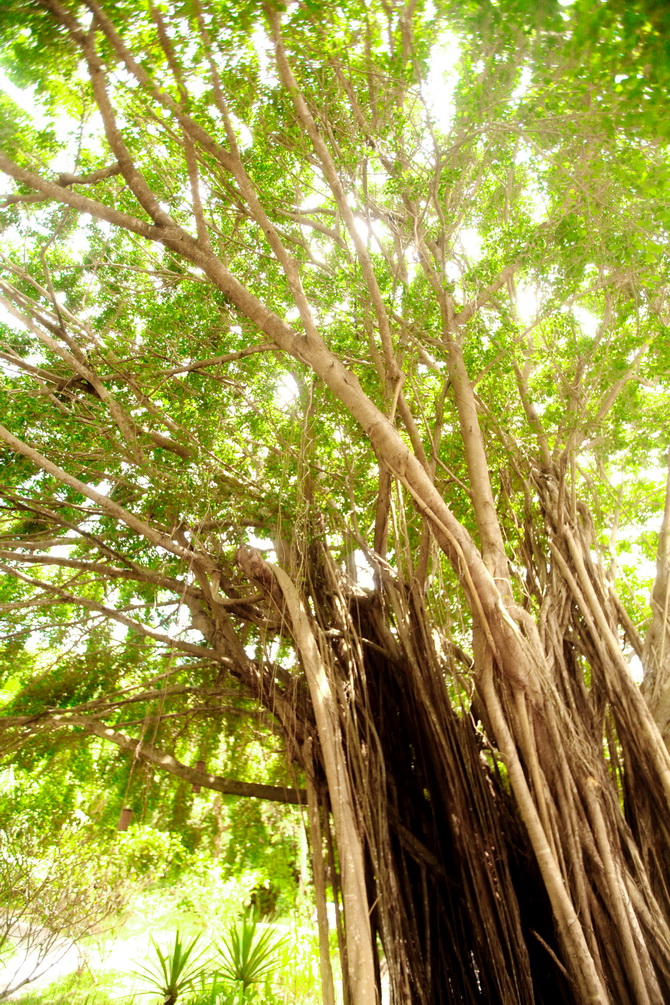 The Cherry Blossom Girl - Banyan Tree Seychelles 34