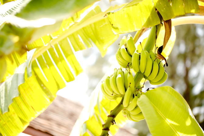 The Cherry Blossom Girl - Banyan Tree Seychelles 37