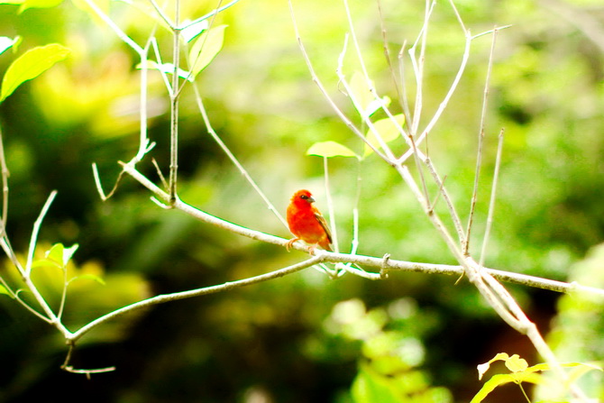 The Cherry Blossom Girl - Banyan Tree Seychelles 43