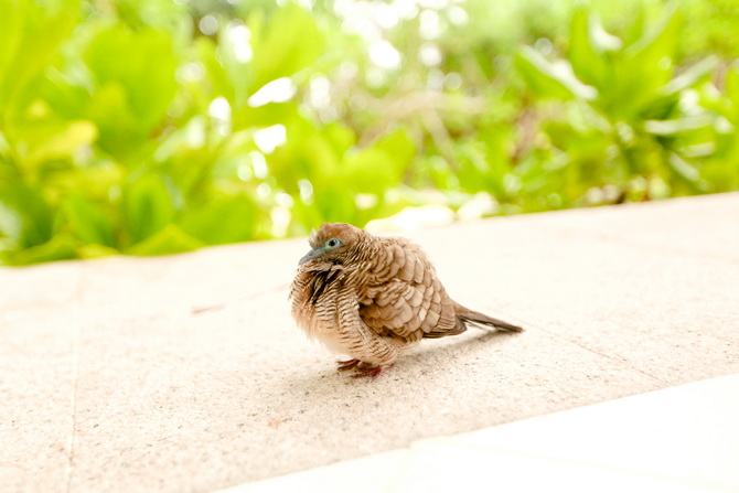 The Cherry Blossom Girl - Banyan Tree Seychelles 50