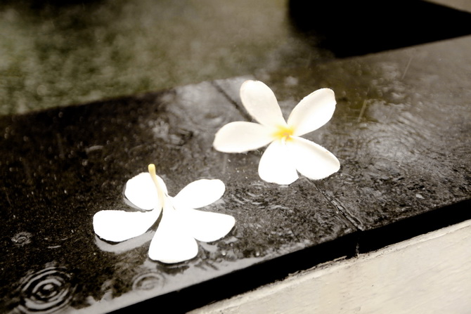 The Cherry Blossom Girl - Banyan Tree Seychelles 73