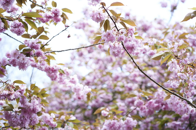 The Cherry Blossom Girl - Pauline Darley Cherry Blossoms 05