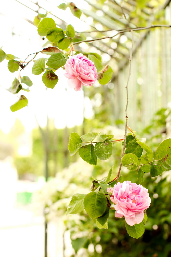 The Cherry Blossom Girl - le Bouquet de la reine 16