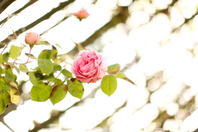 The Cherry Blossom Girl - le Bouquet de la reine 17