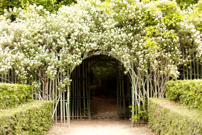 The Cherry Blossom Girl - le Bouquet de la reine 22