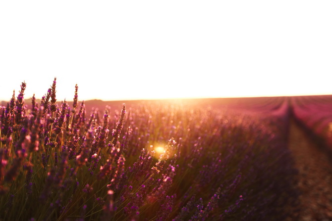 The Cherry Blossom Girl - valensole sunset 01