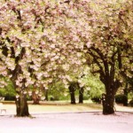 sakura-11-520x346