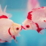 golden-fish-kiss1