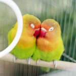 hong-kong-bird-market-09