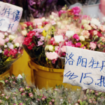 hong-kong-flower-market-11