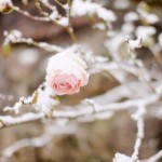 Treasure in the snow 01